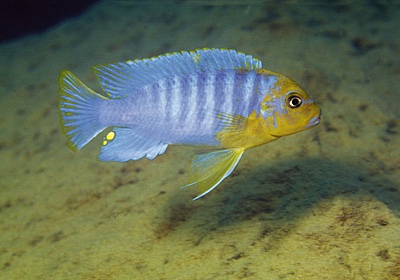 Maylandia hajomaylandi 'Chizumulu Island'